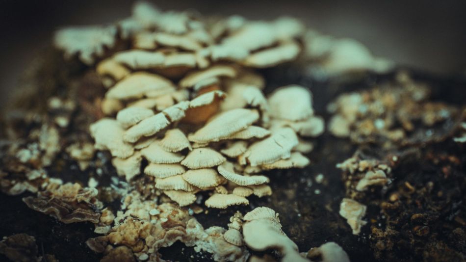 Riproduzione nei funghi,  fasi di riproduzione: monocariotica e dicariotica